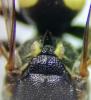 Oxybelus trispinosus